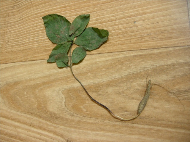 201107050028528941.jpg