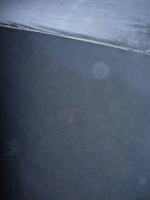 DSCN0586.JPG